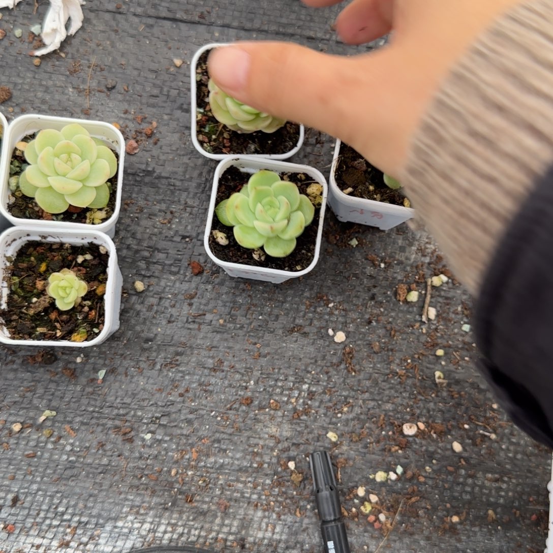 天***师三个盆一个满25包邮