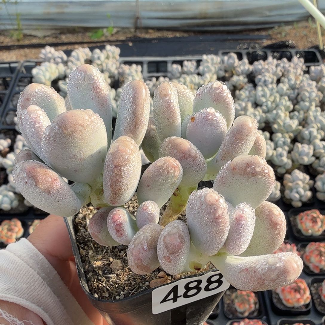 488八公分四头桃美人满20包邮