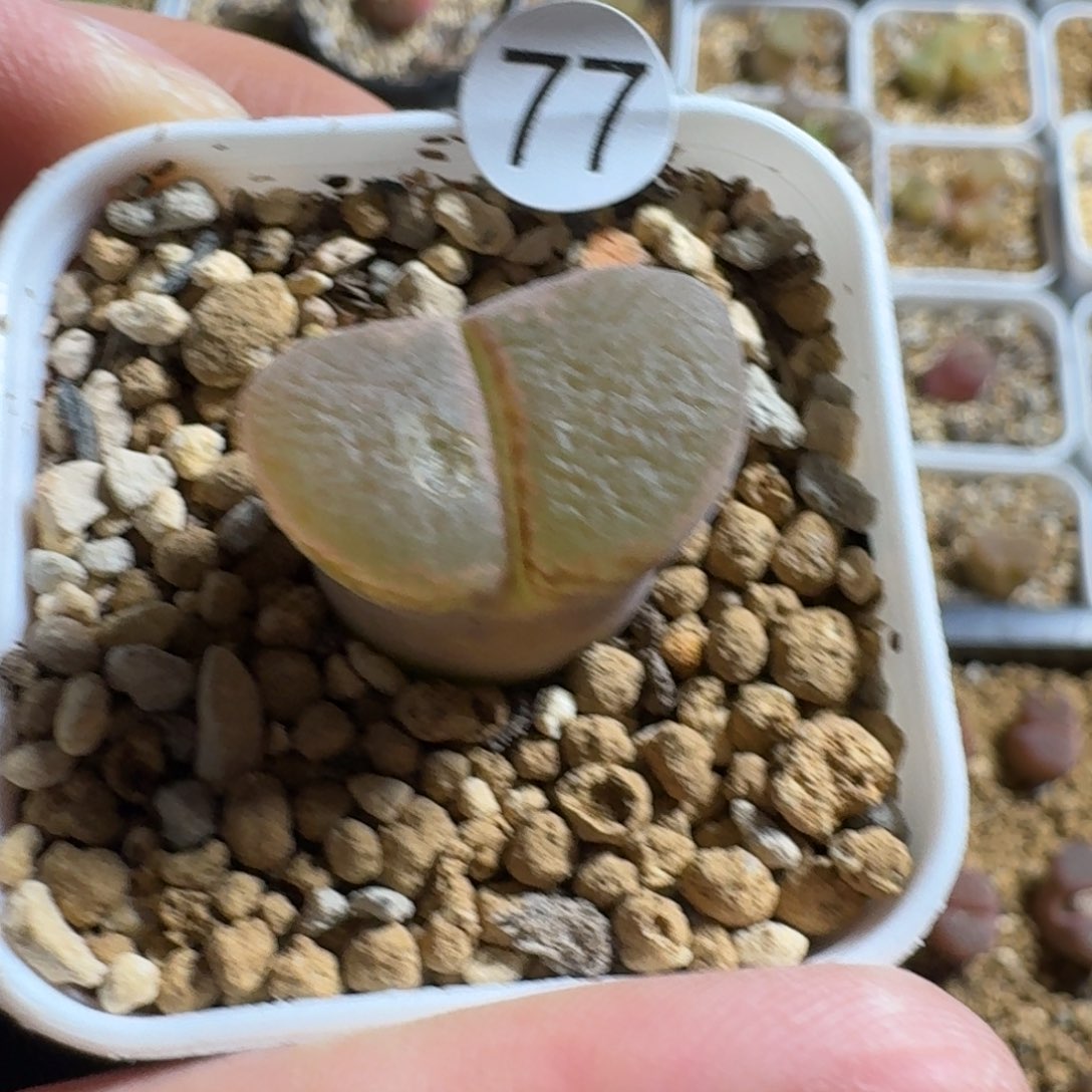 77........多肉.....