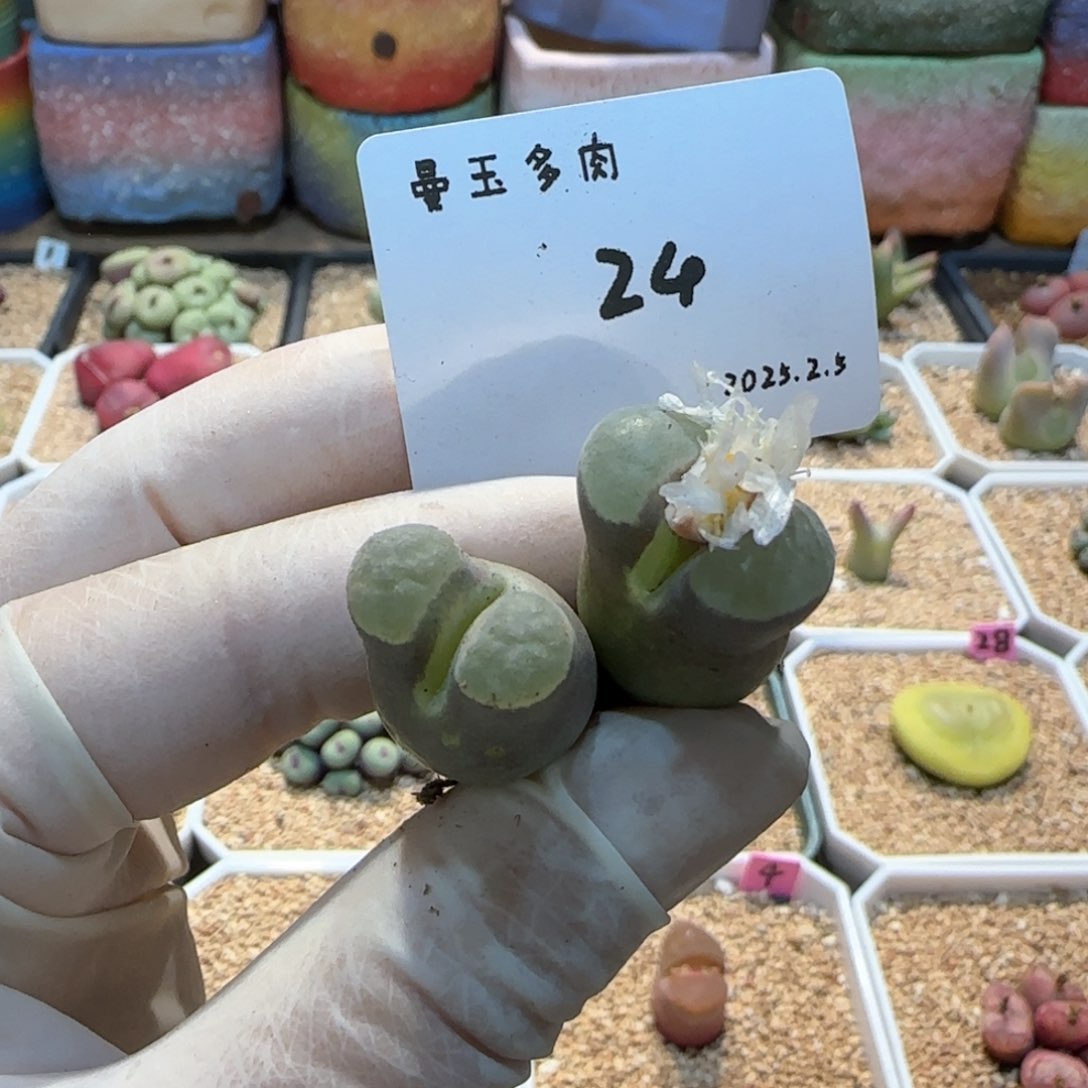 多肉多肉多肉2.5-024 