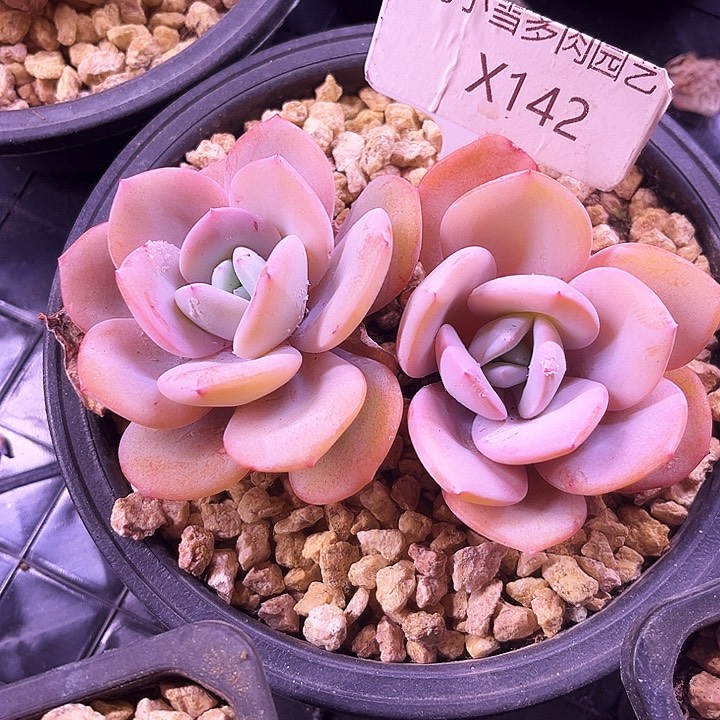 我是第一百个为妖姬应援哒啦哒的