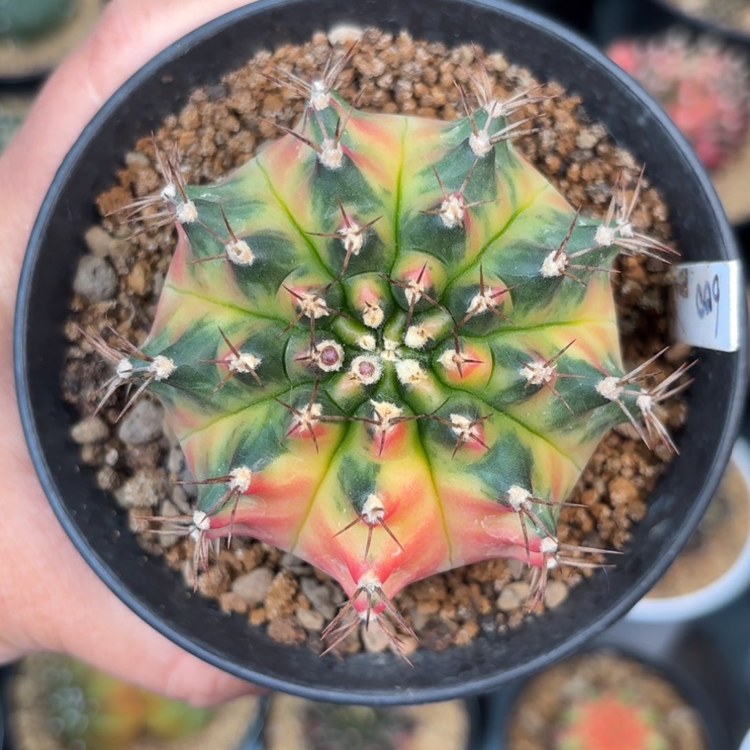 泰系米哈仙人球21