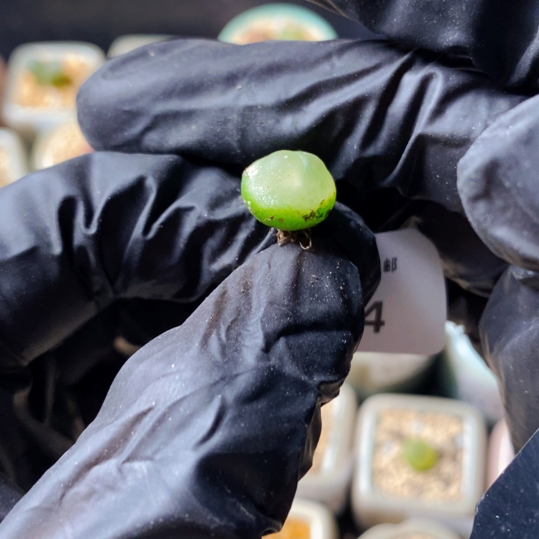 4794--一物一拍 拉登