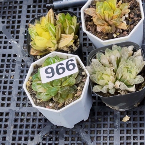 966雨露锦 一物一图如图