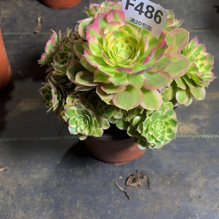 瑞妈，，。。。。。486千禧