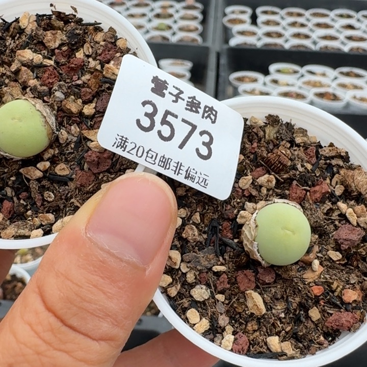 3573带盆发货两颗