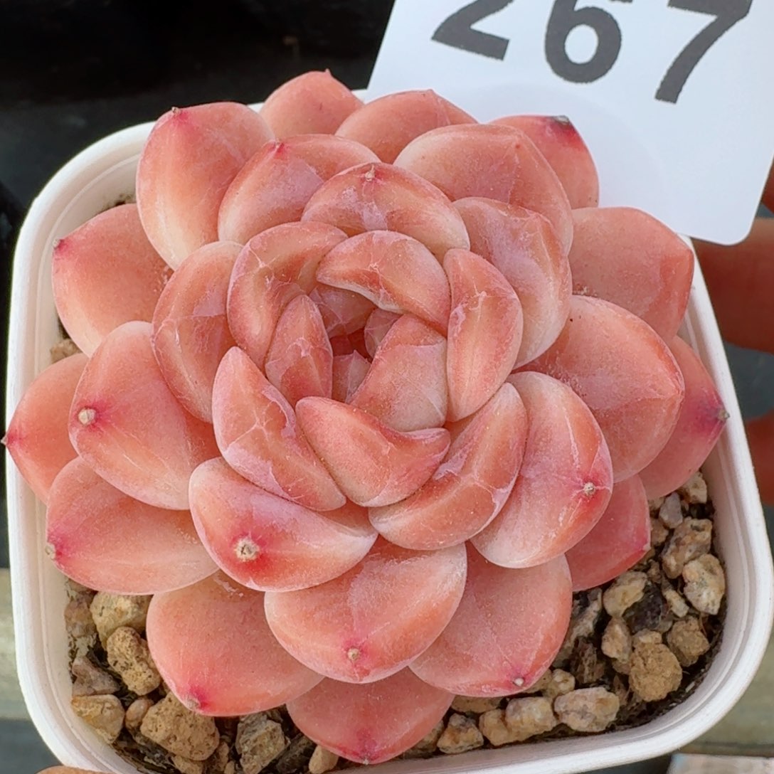 抹茶冰魄         多肉植物