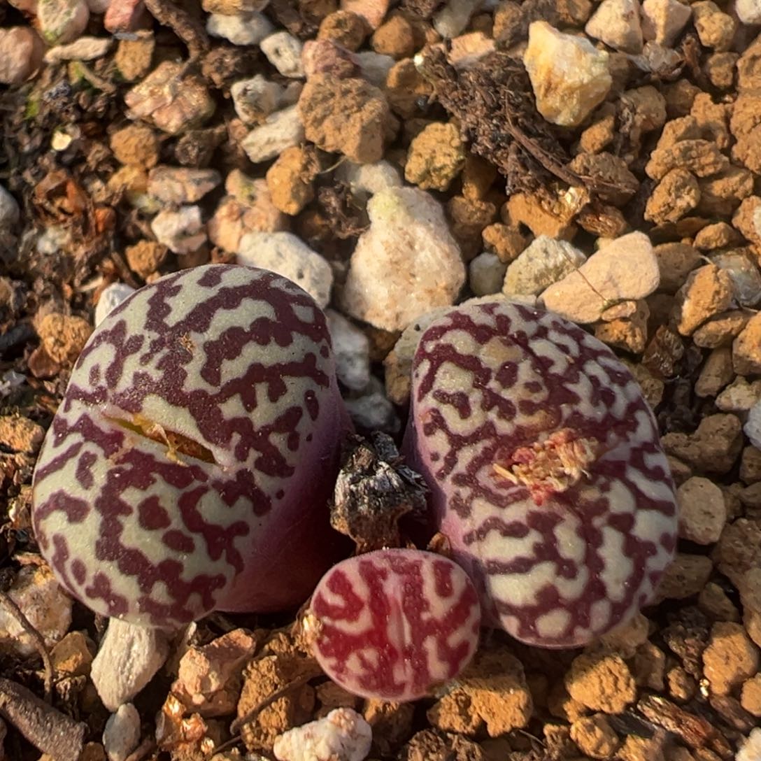 51多肉植物百科知识