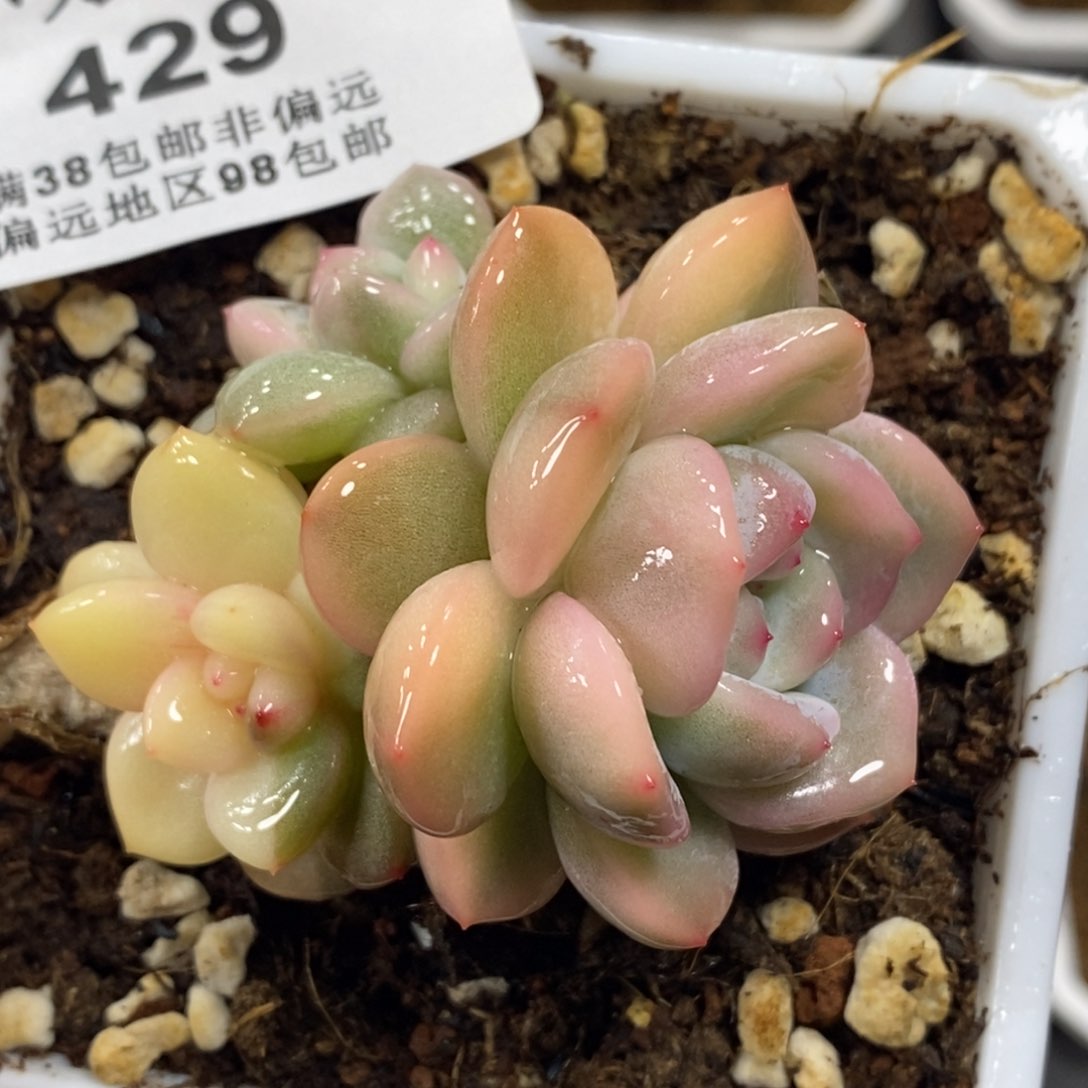 429梦露锦底座双头福伦锦