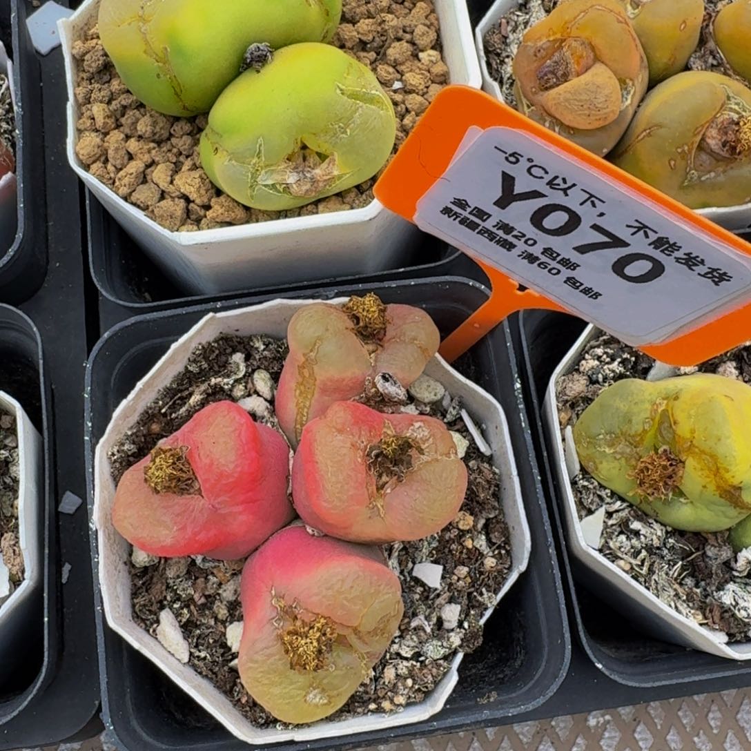 070 生石花大群生一物一拍