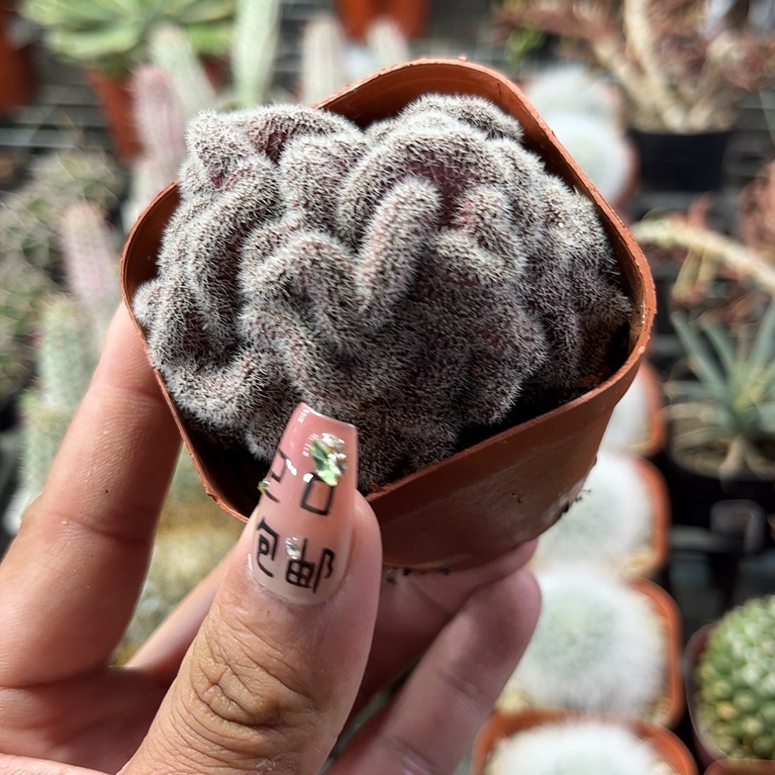 紫缀化仙人球单头发货