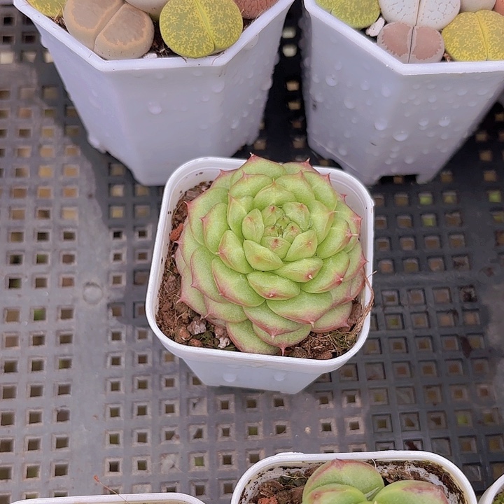 绿水鬼多肉植物多肉