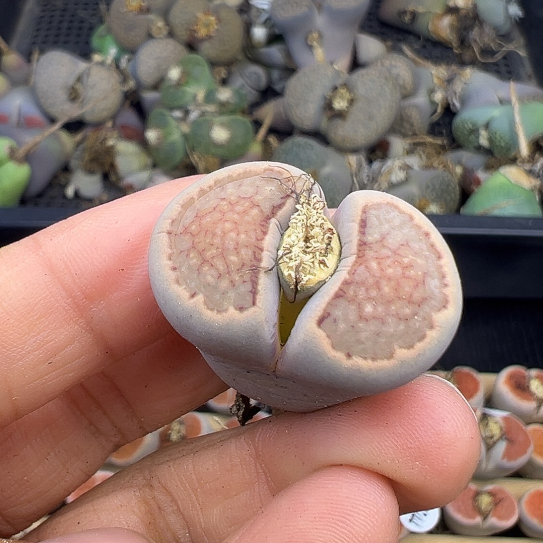 2246晕染菊福利清了1111111