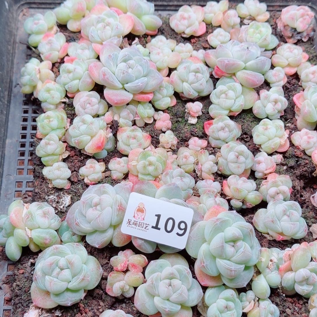 度***多肉植物多肉植物