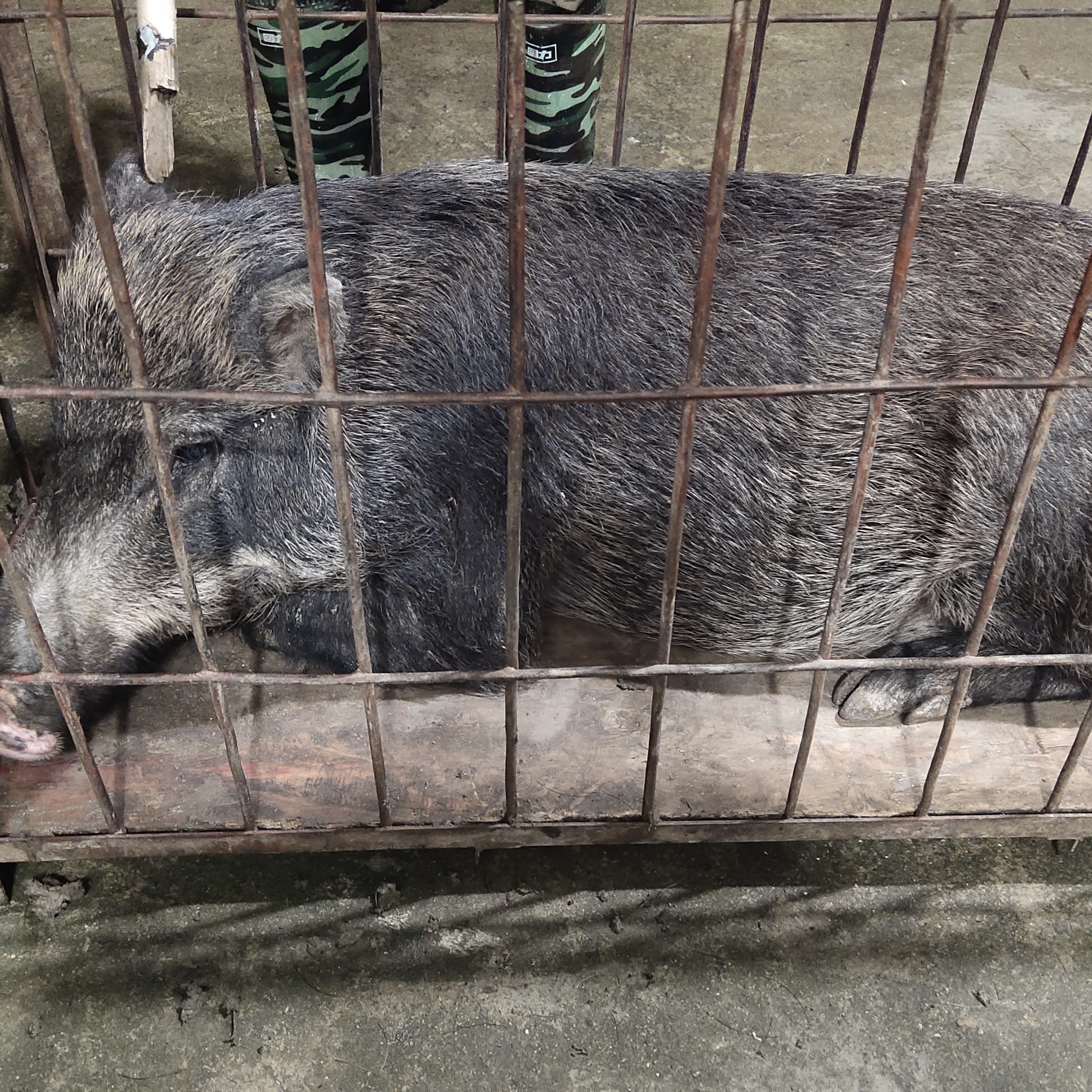 纯生态放养跑山猪二代野猪，顺丰包邮纯杂粮喂养