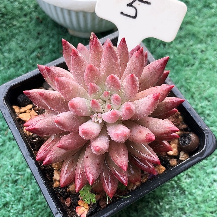 虞美人5号码牌子的话题终结者