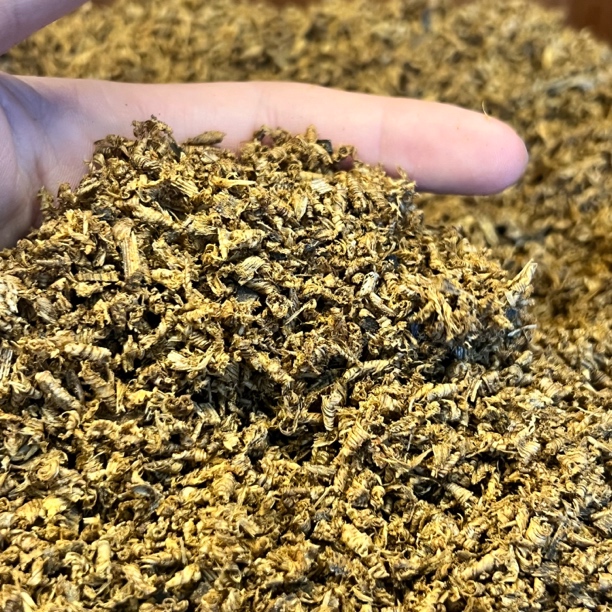 【窖藏勾丝】 白奇熏香料满油30克