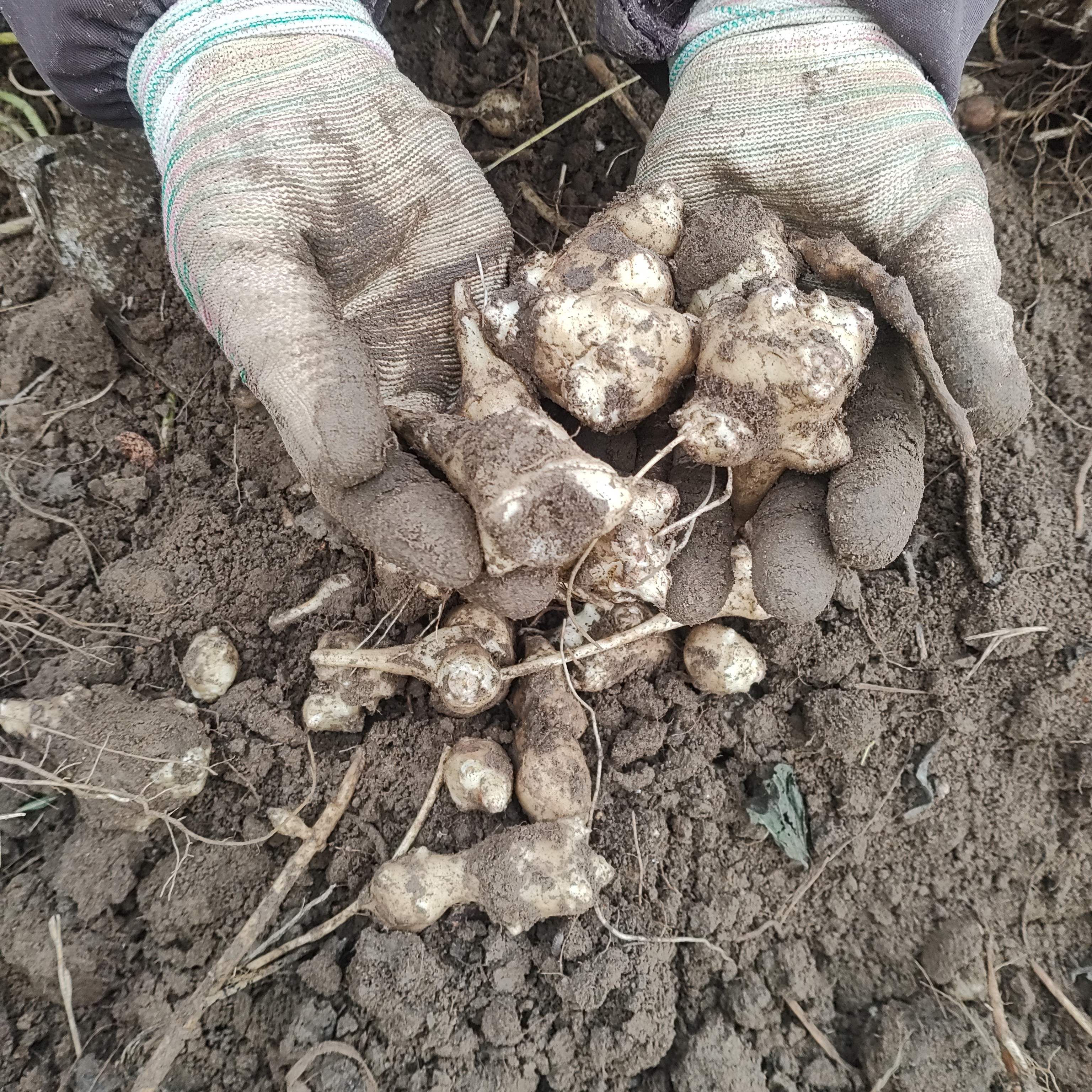 洋姜鬼子姜4斤戎姐生态农场