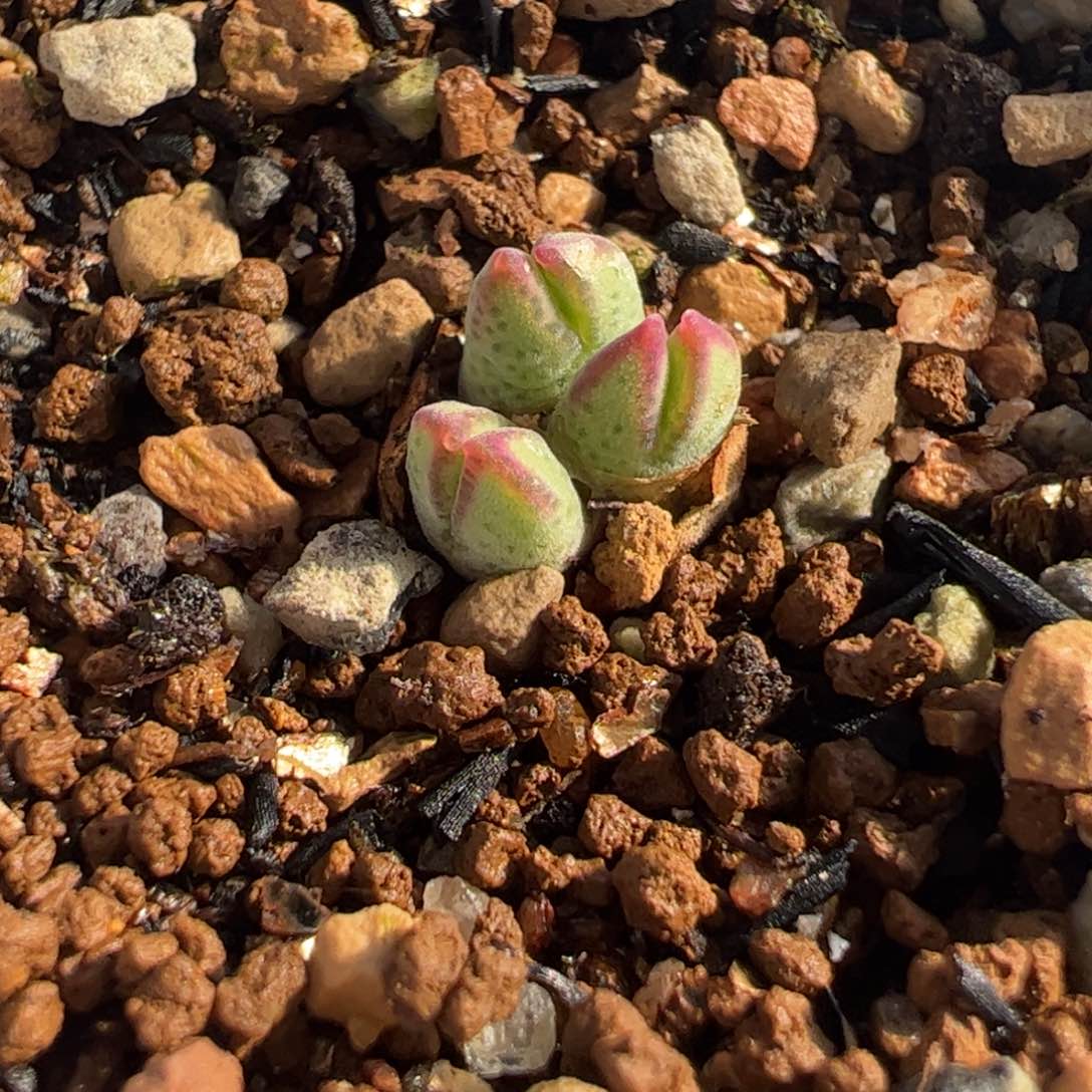 0447多肉植物百科