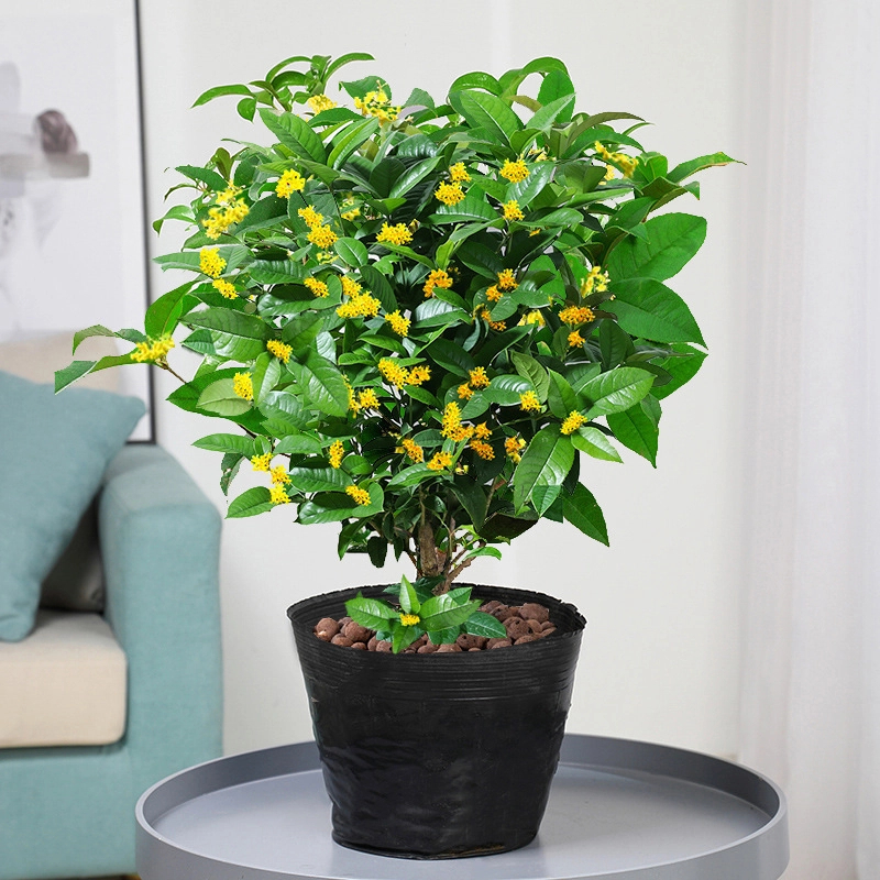 花树苗盆地栽矮株金桂开花浓香型庭院四季开花室内植物老桩
