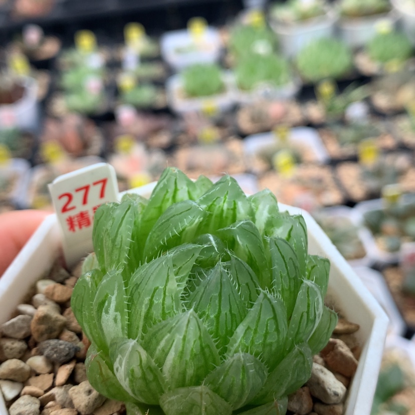 【闪购商品】277樱水晶