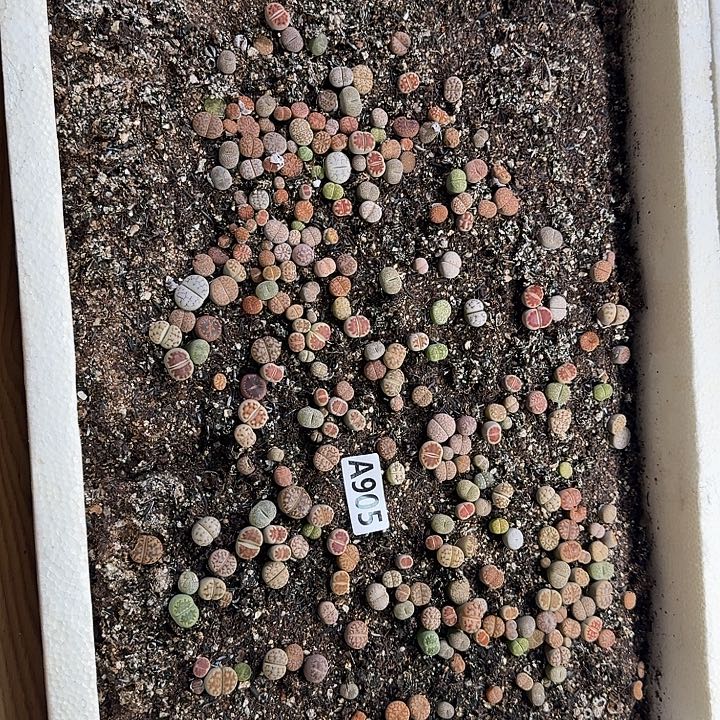 生905石花整筐脱土发货