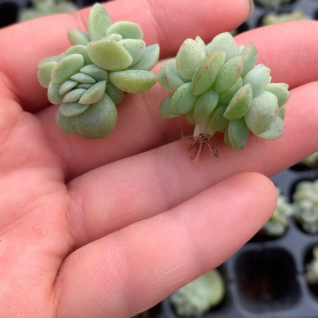 小***^多肉植物一物一拍