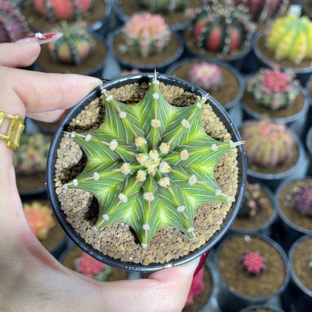 米哈星球000000006