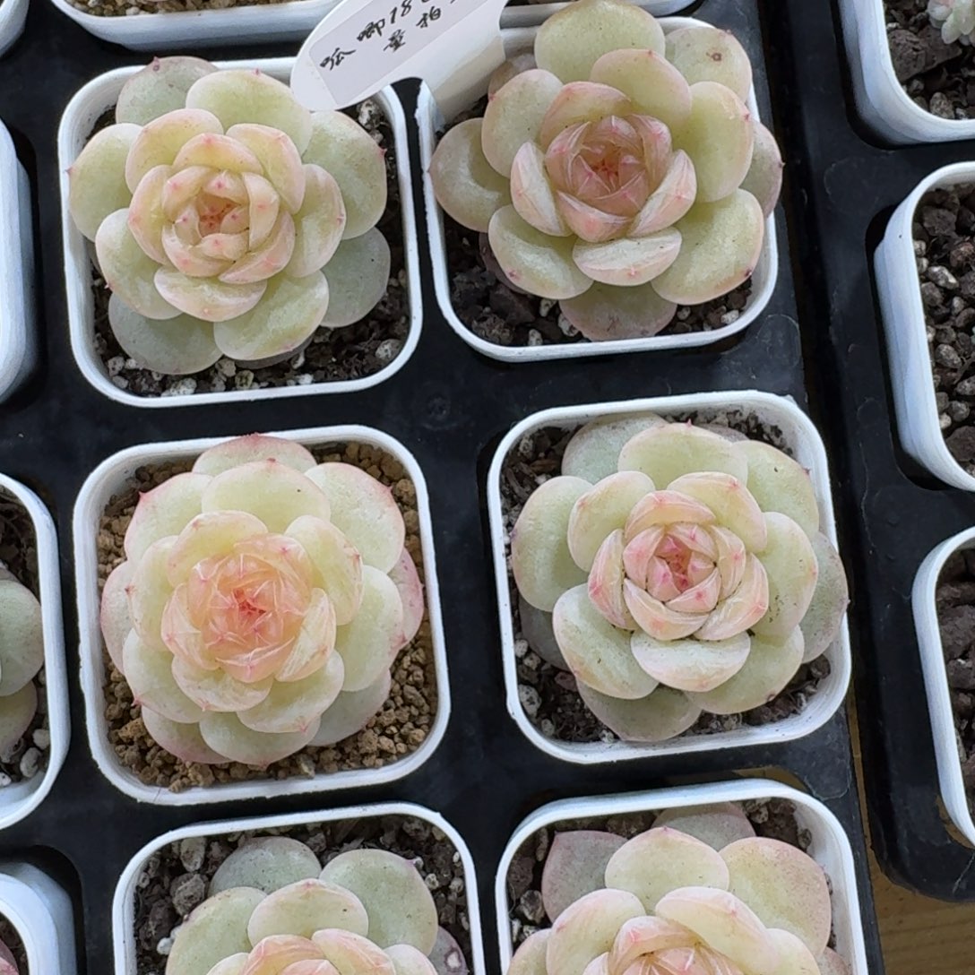 1205-048-芳草十九一颗量拍