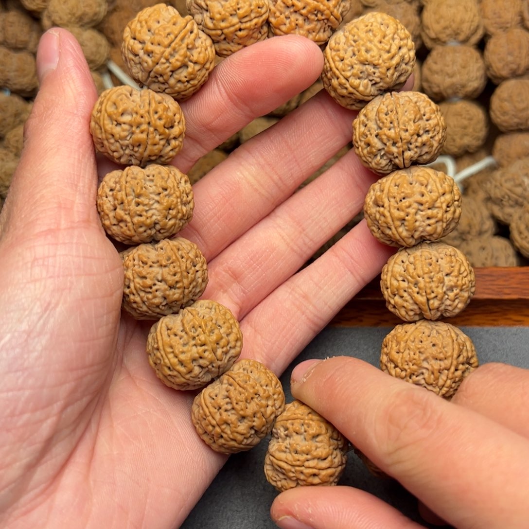 菩提25号尼泊尔大金刚六瓣22蜂王菠萝蜜