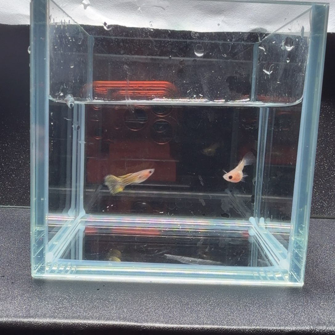 孔雀鱼黑金蕾丝短体球1对