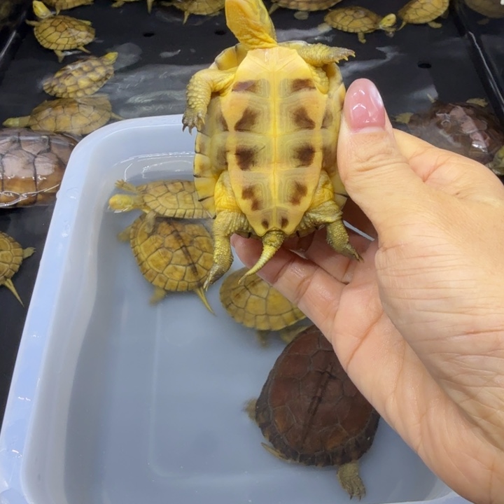 也***了宠物龟公母搭配背甲6.2