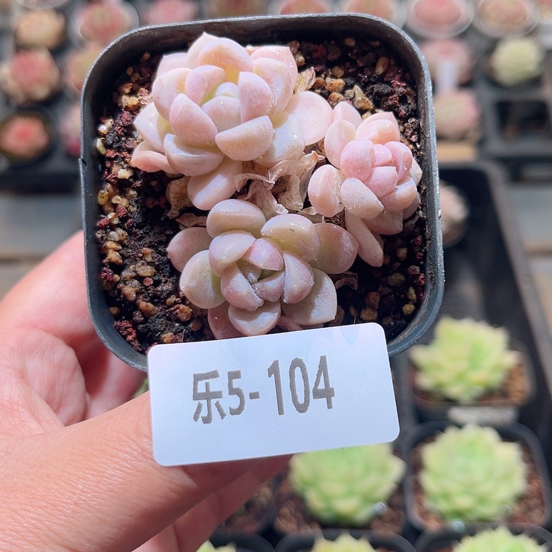乐5-104 奶糖不包整 
