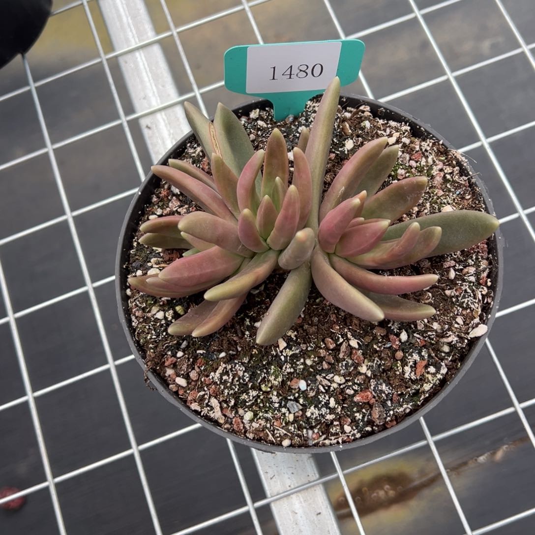 努***鹏1480肉多么多么多哦