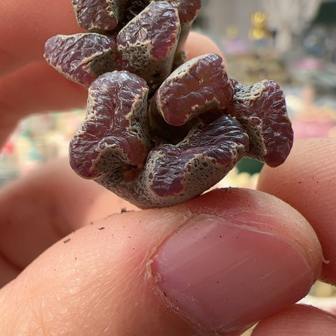 【闪购商品】300 超蝶