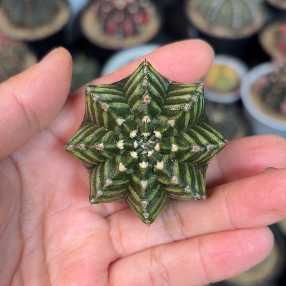 泰系实生仙人球2