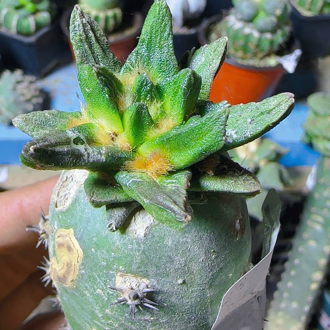 长尤龙角577仙人球