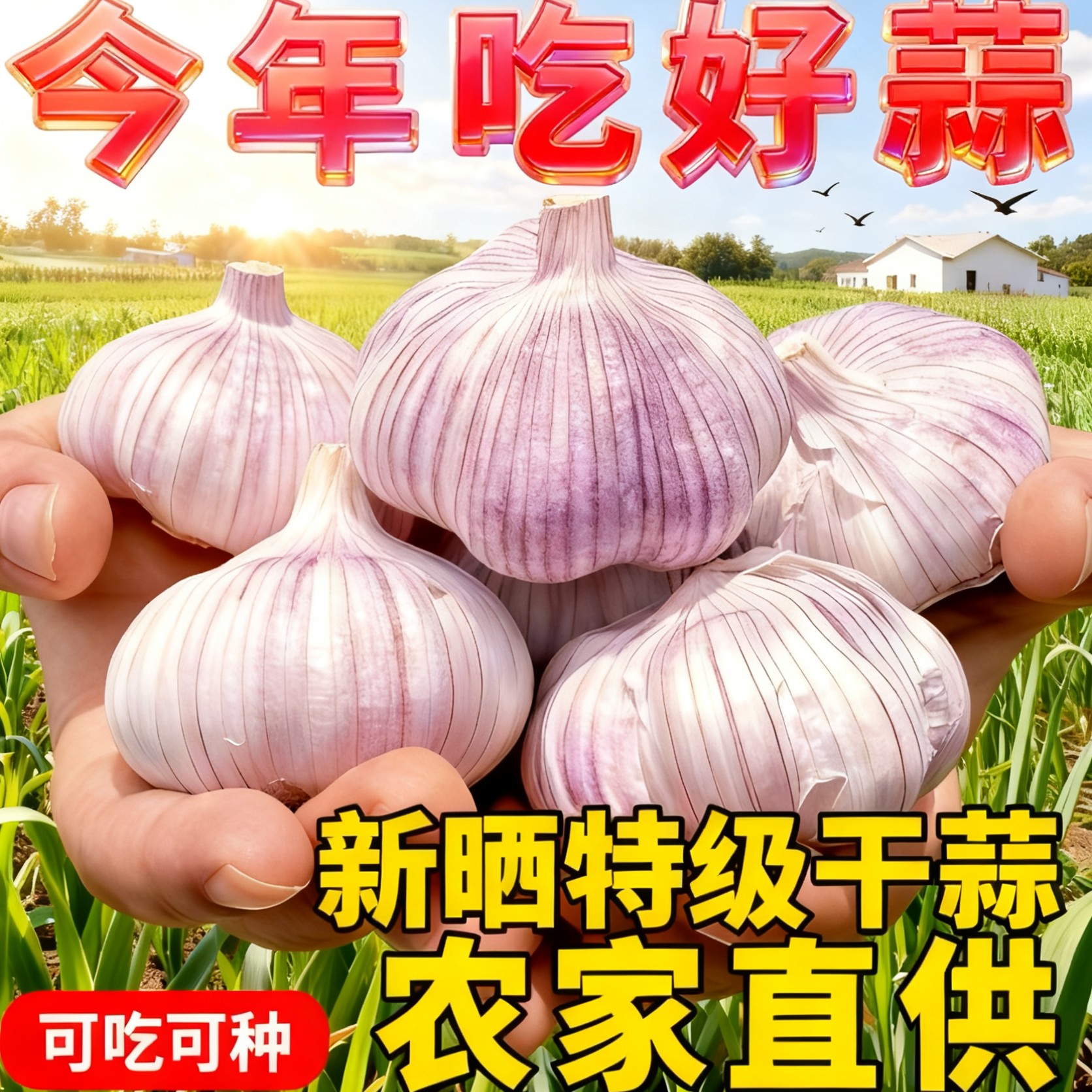 特大紫皮干蒜2025新鲜紫皮大蒜种子农家大蒜头大蒜5斤大蒜新干蒜