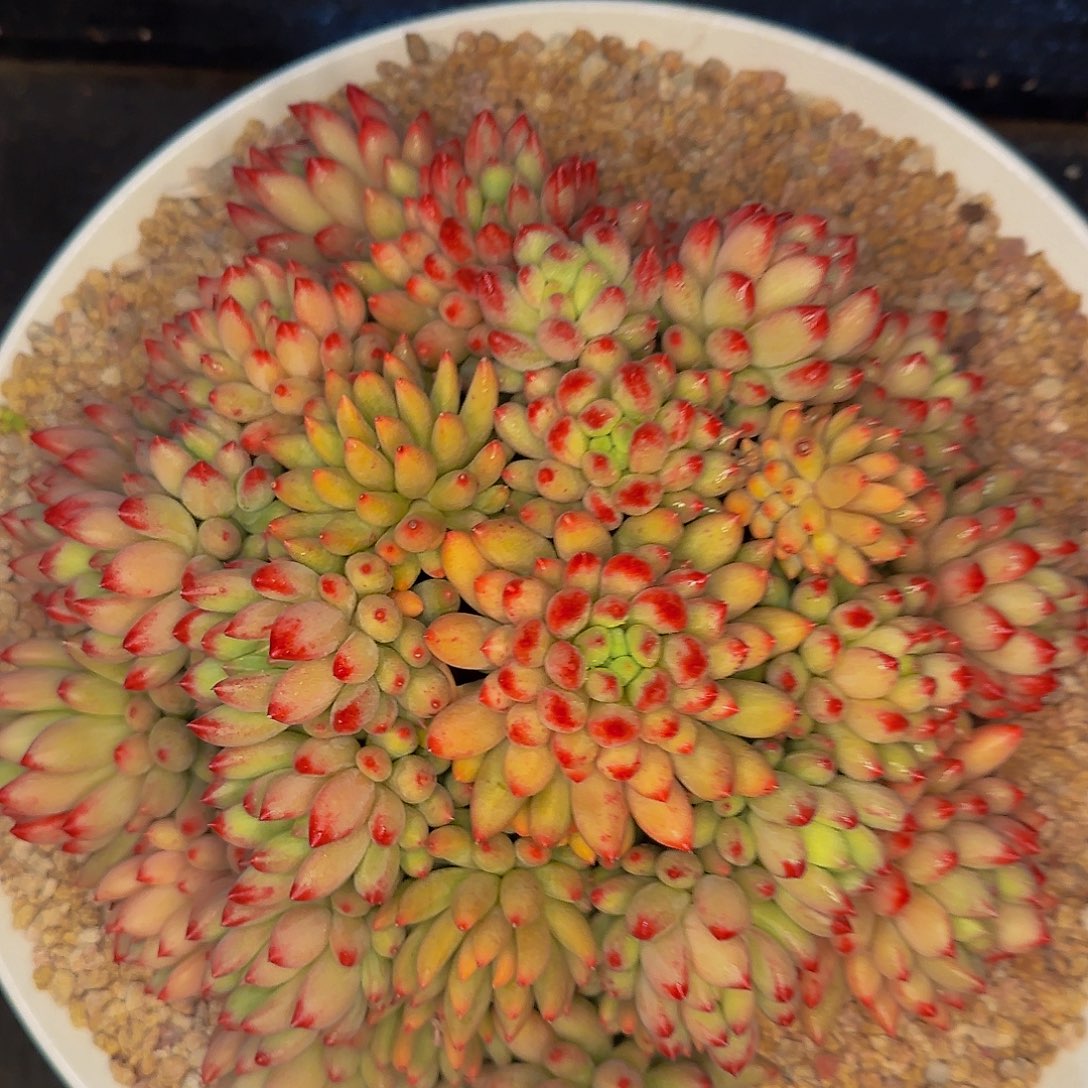 前**事几个健健康康我哦我