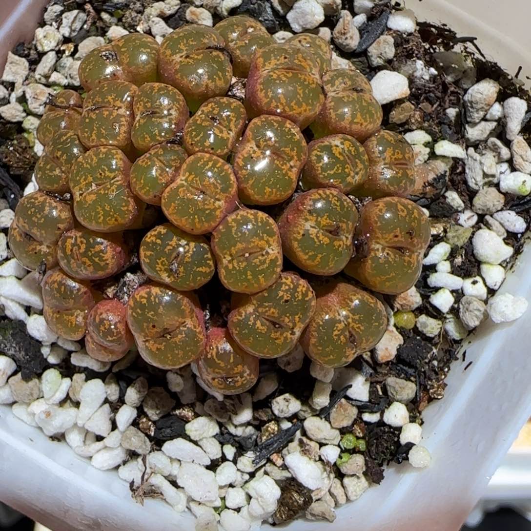 肉锥多肉植物百科-勋章323