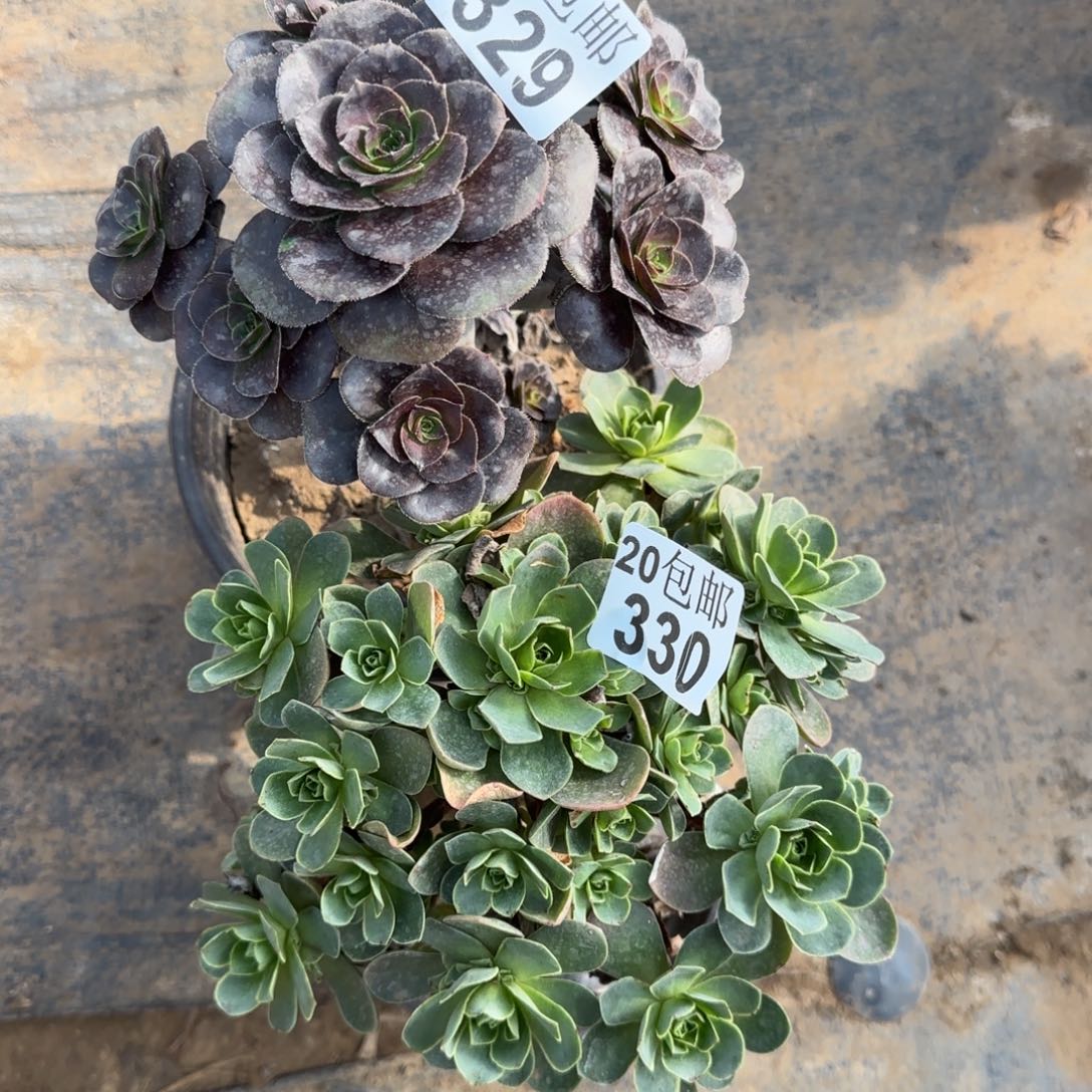 多肉329+330满20包邮断枝不包
