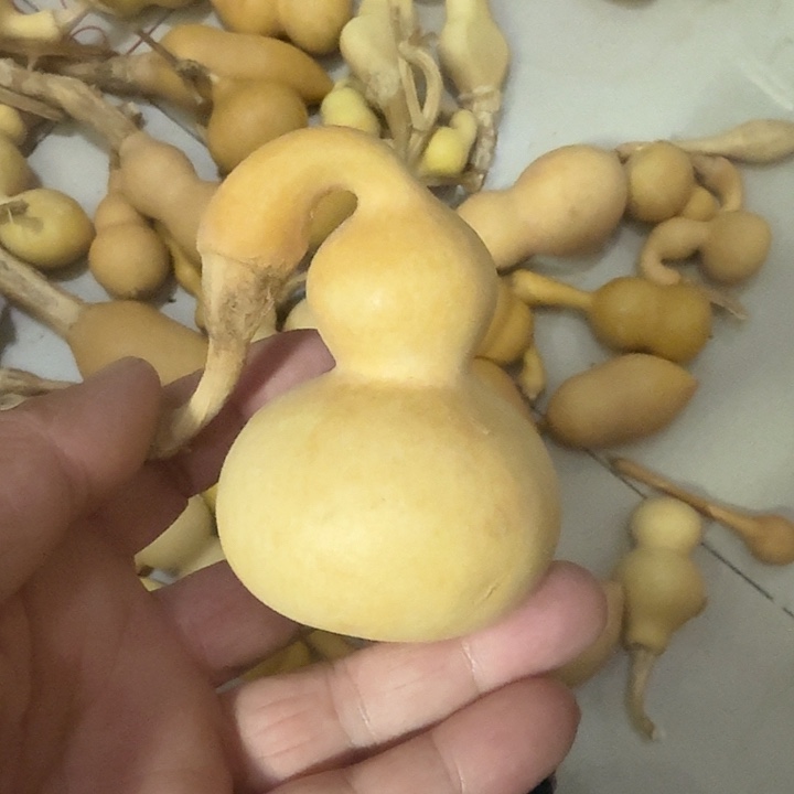 弯嘴葫芦一把喜欢下单