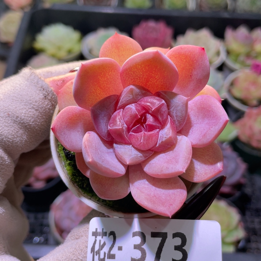 花利美2-373新品单头