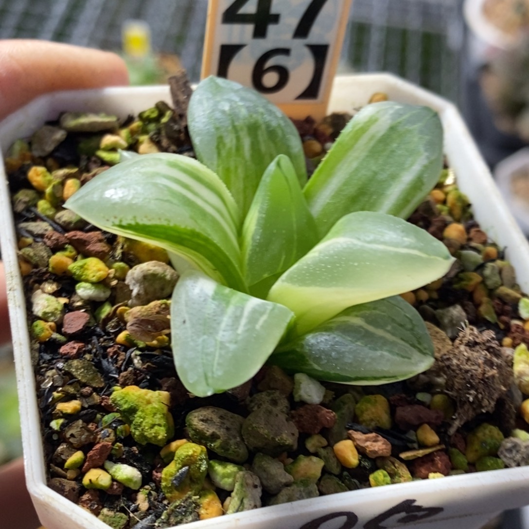 47号冰城锦多肉植物