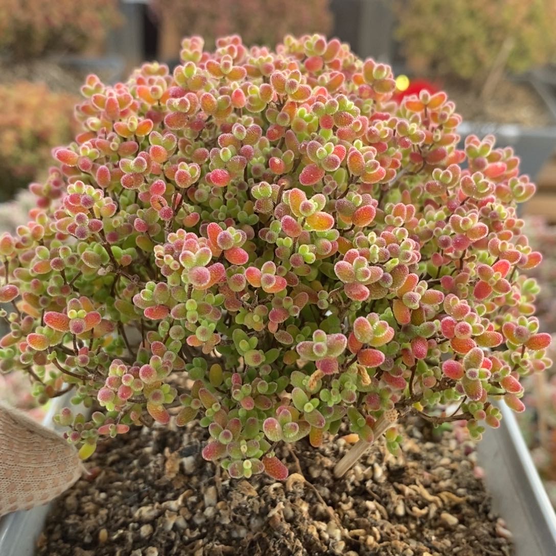 蜜橘糖球7204枝干番杏