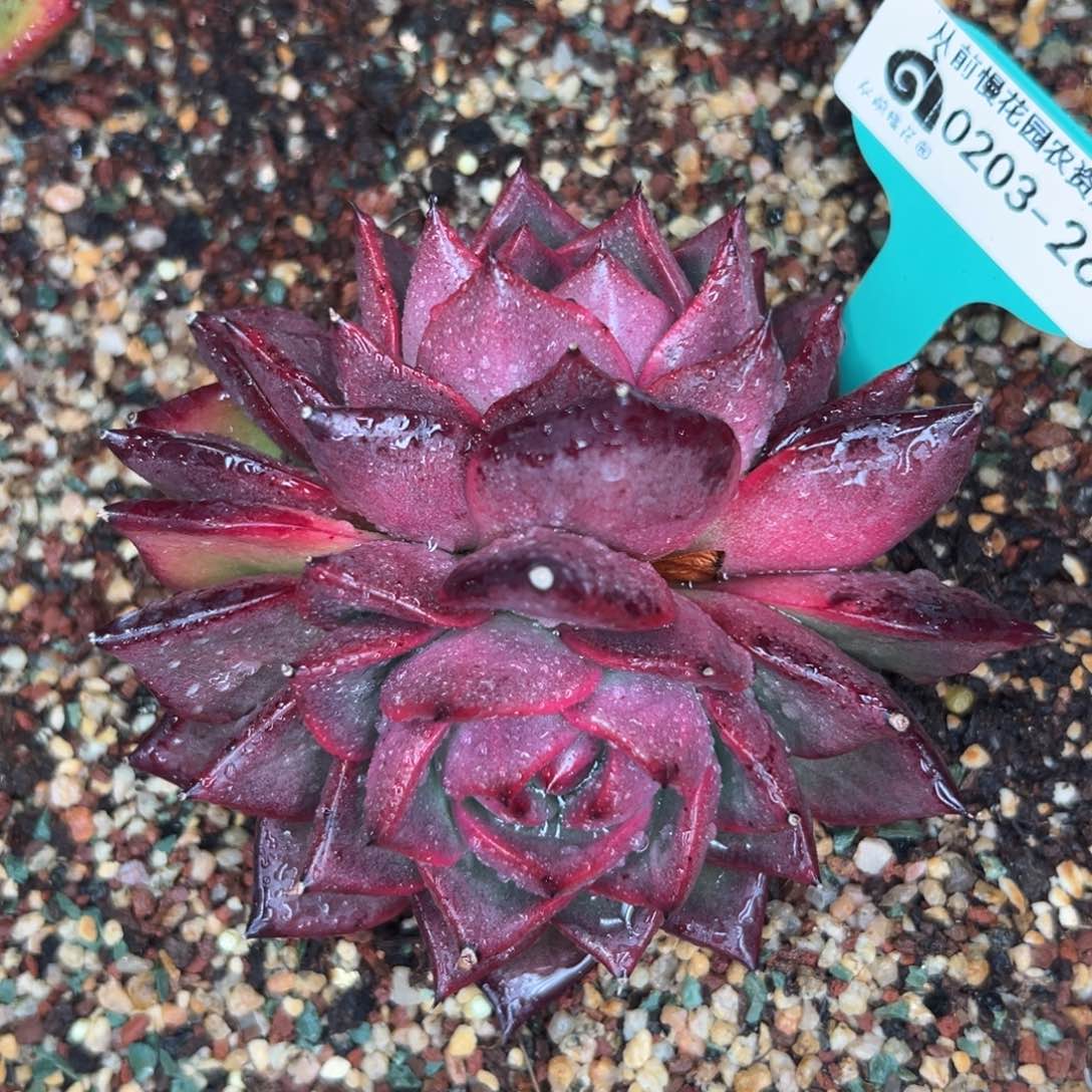 多肉一物一拍0203-268