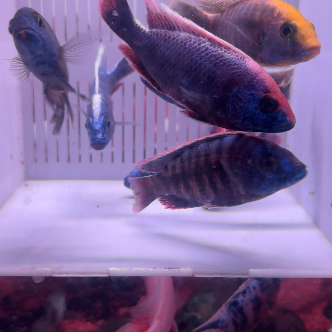 慈鲷鱼特价蓝色系8条其中备损2条