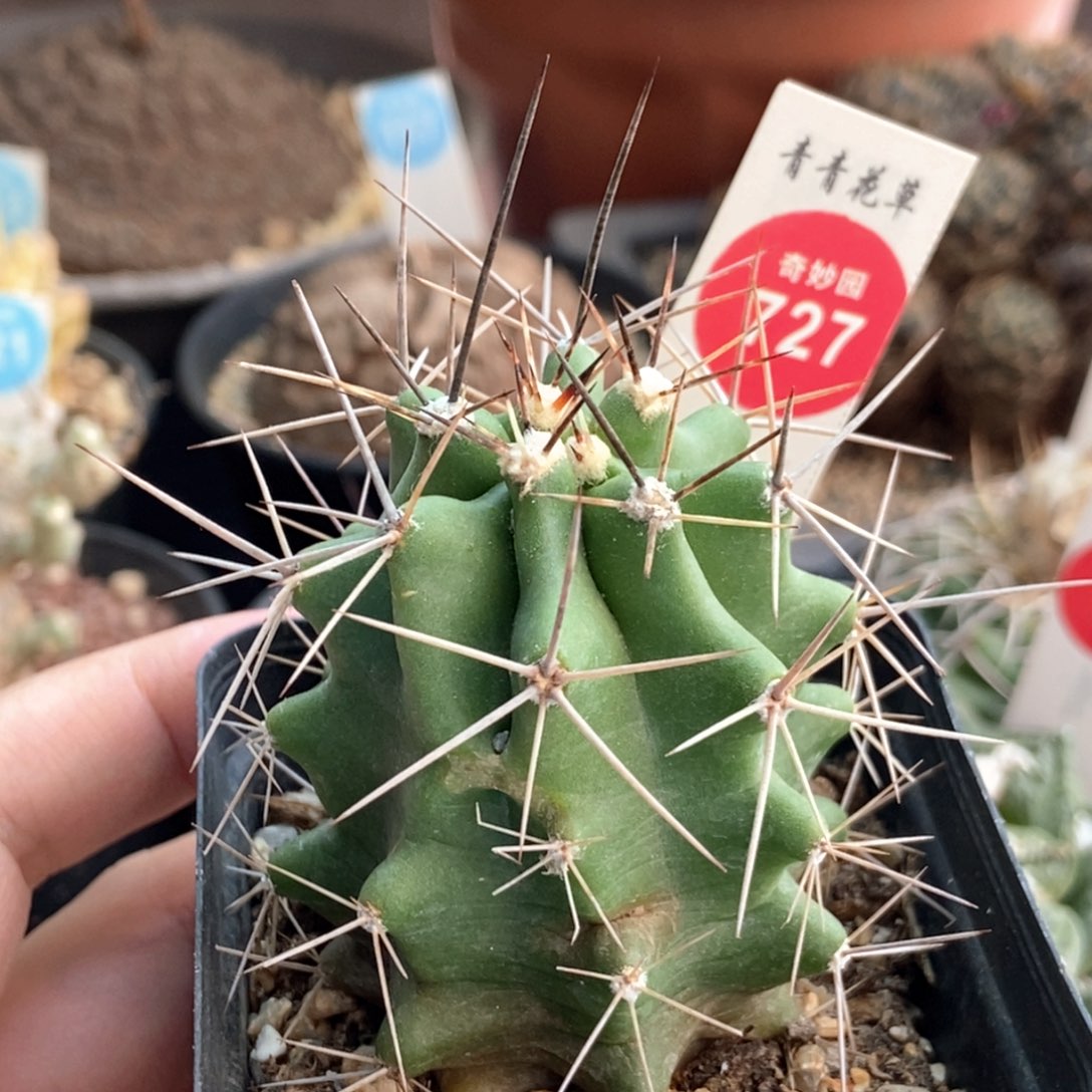 实生篝火虾4.9cm侧面有疤