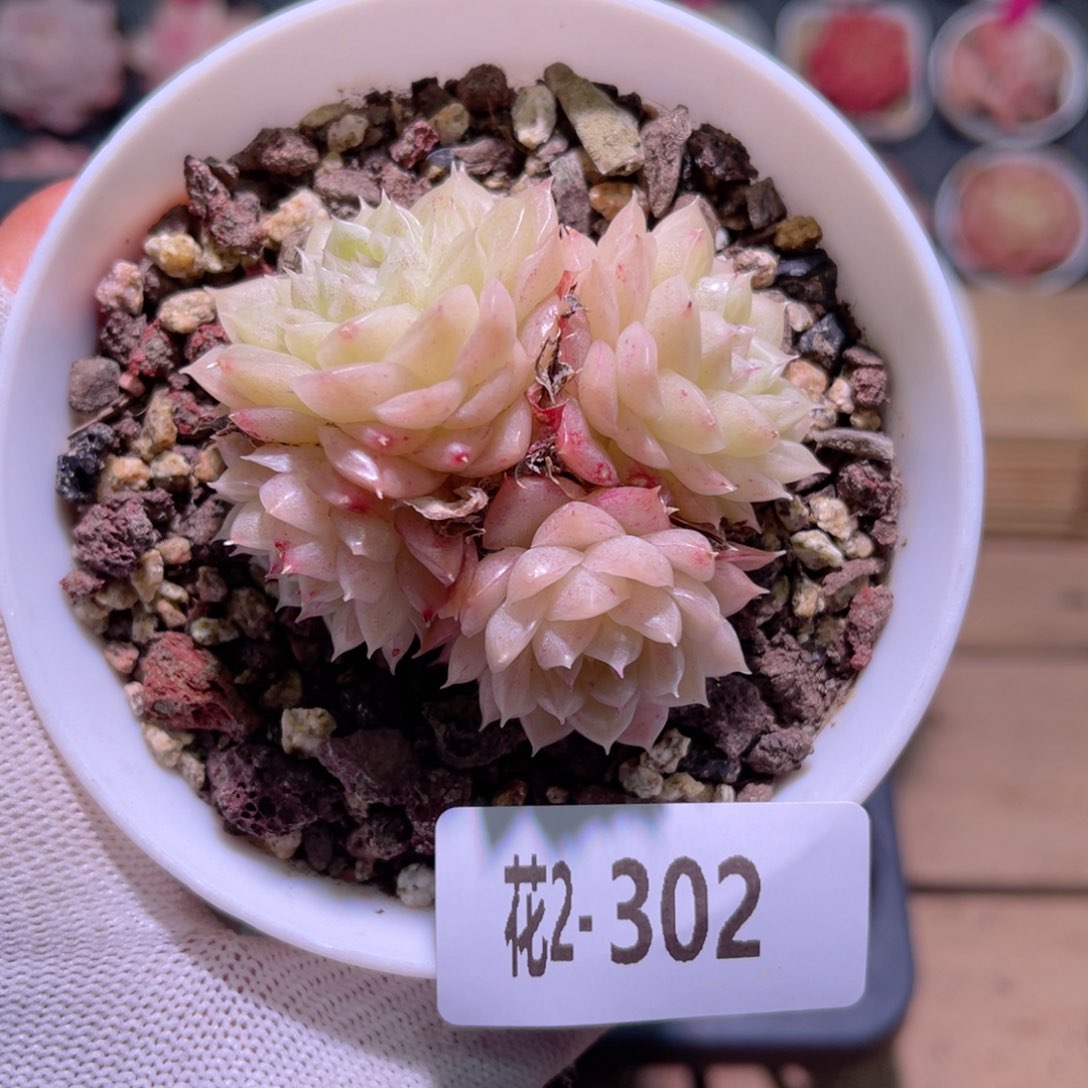 花02-302麦秆小群