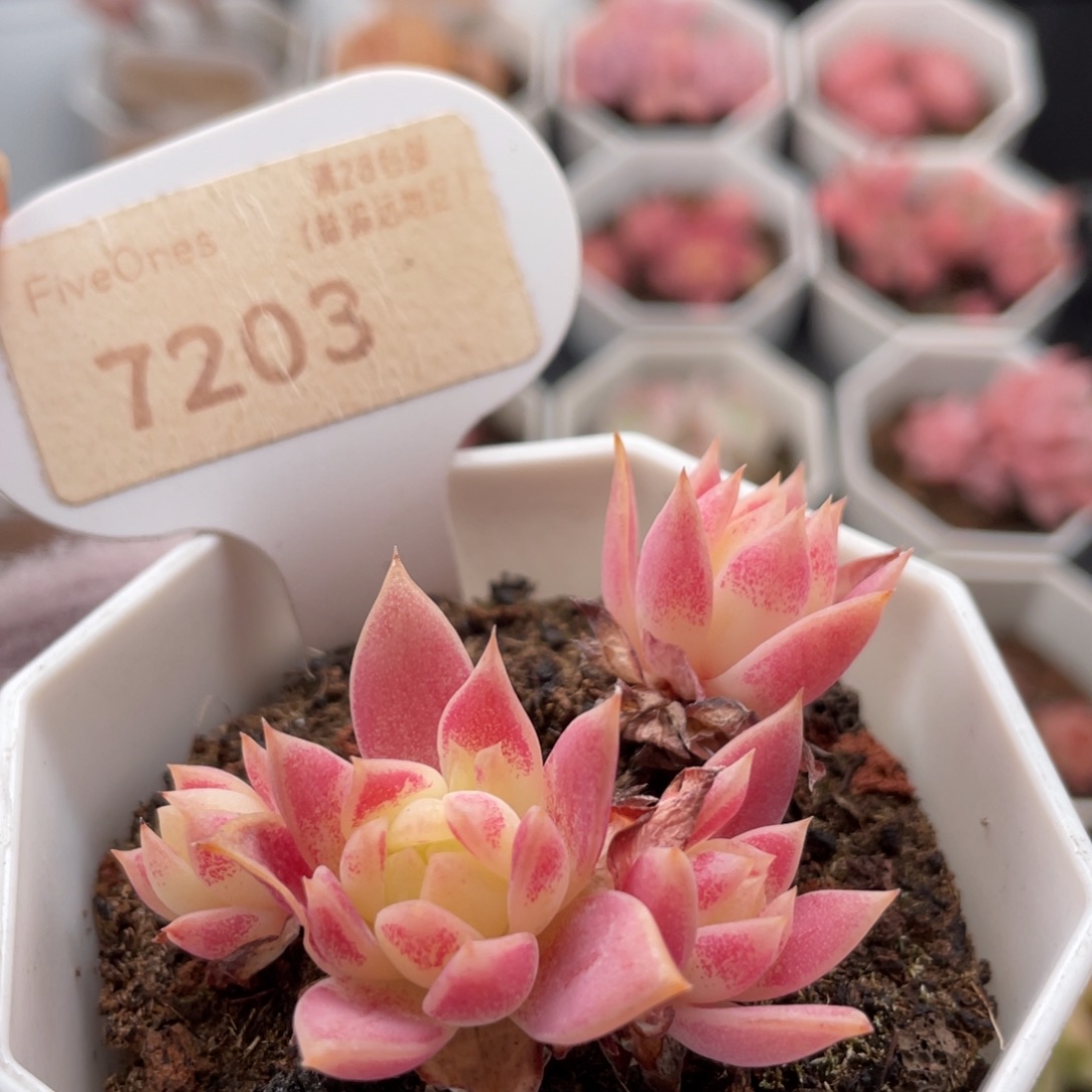 粉蔓莲7203-5.5厘米